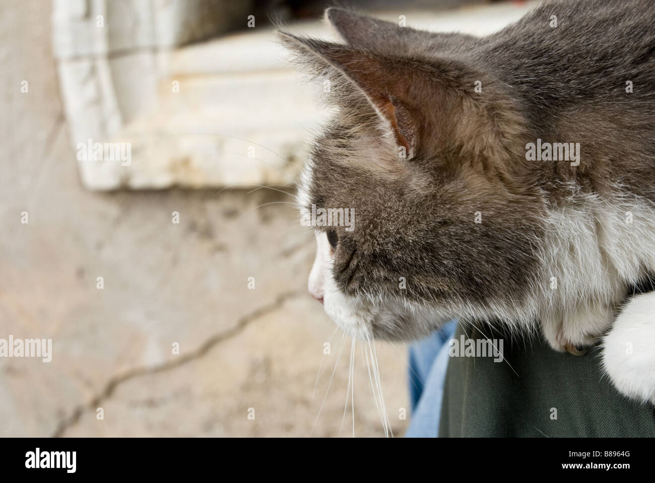 Close outdoor view of a cat Stock Photo