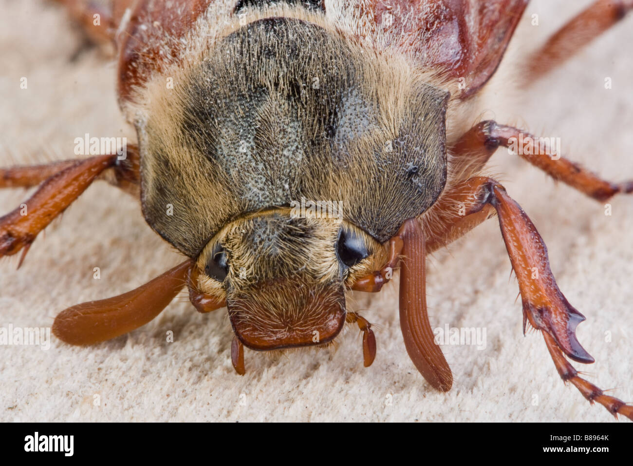 Extreme closeup of the face of a maybug beetle Stock Photo