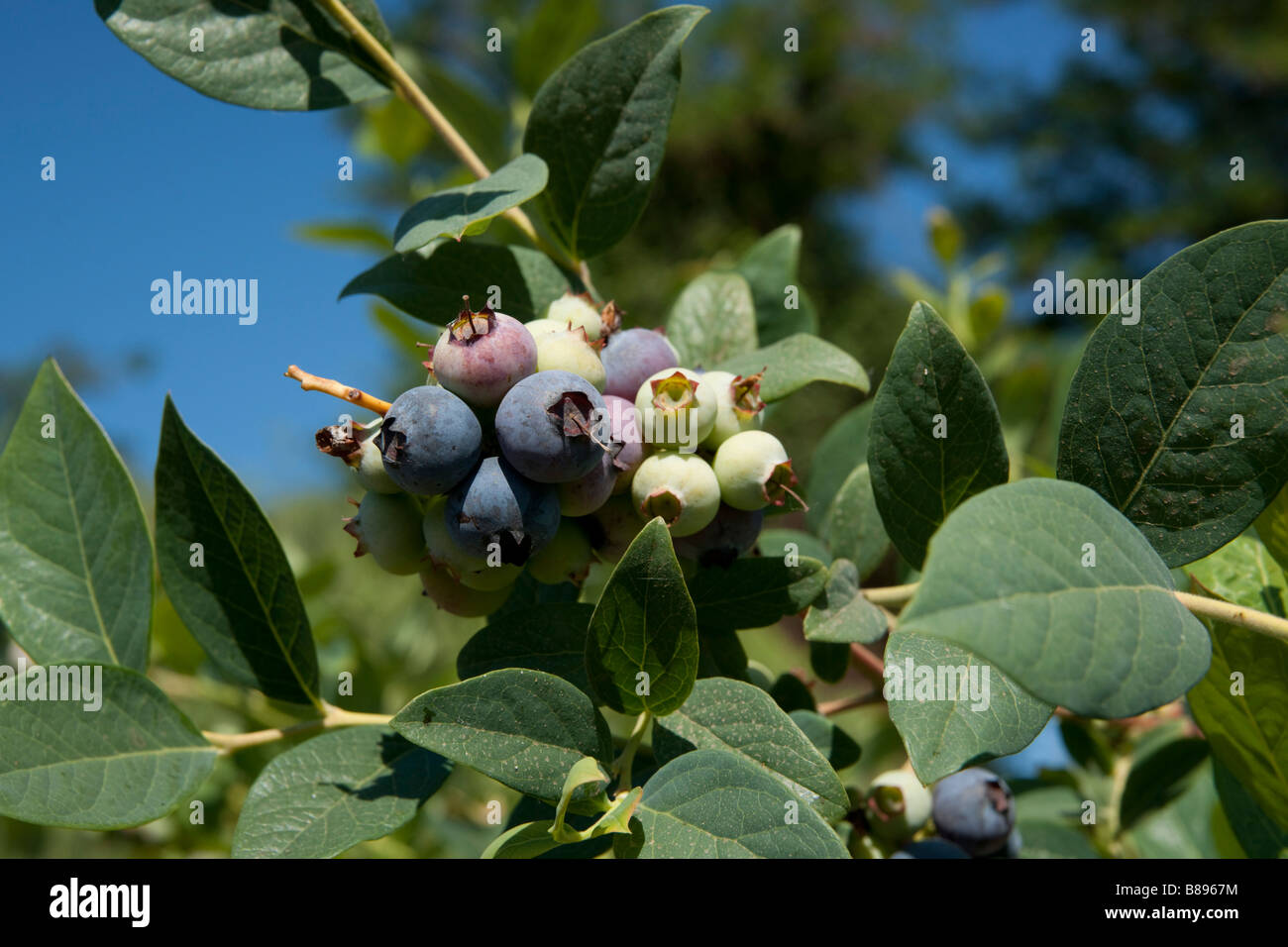 Blueberries, Vaccinium sp.,rippening in the sun, Chile Stock Photo