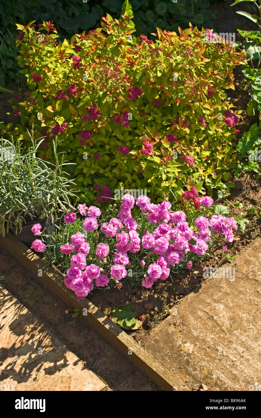 Dianthus Whatfield Can Can makes a striking early summer display at the edge of a small flower garden Stock Photo