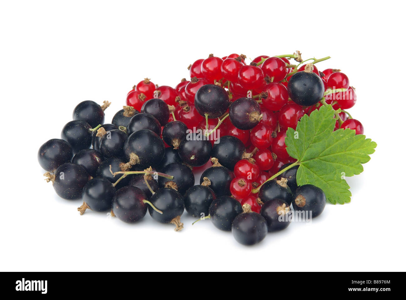 Black currant close up fresh Cut Out Stock Images & Pictures - Alamy