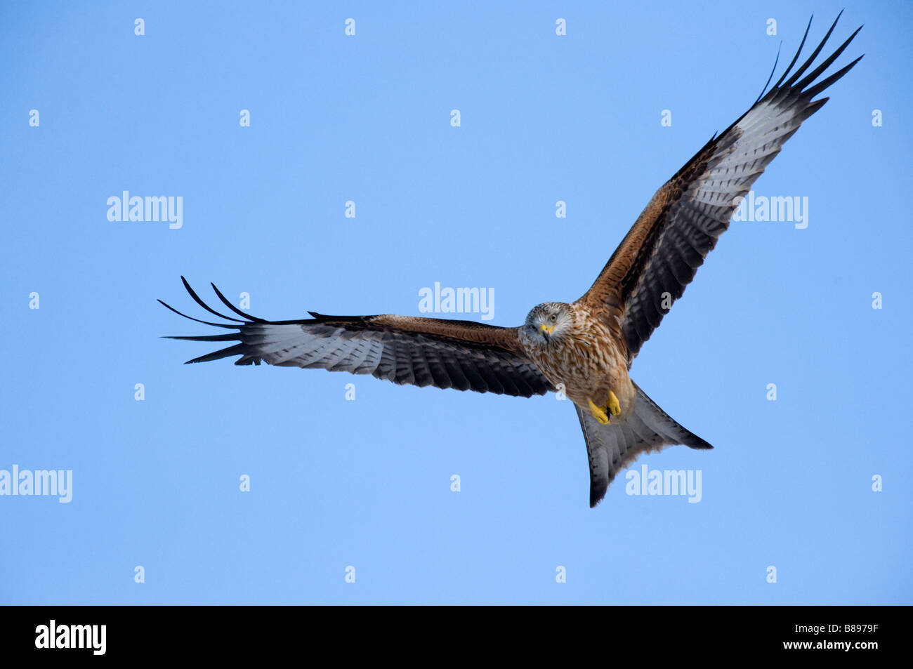 Red Kite (Milvus milvus) in flight Stock Photo