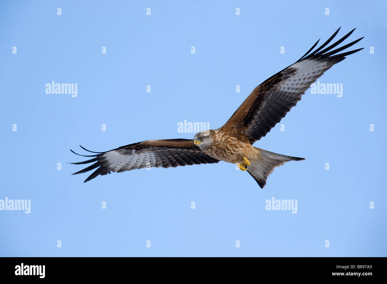 Red Kite (Milvus milvus) in flight Stock Photo