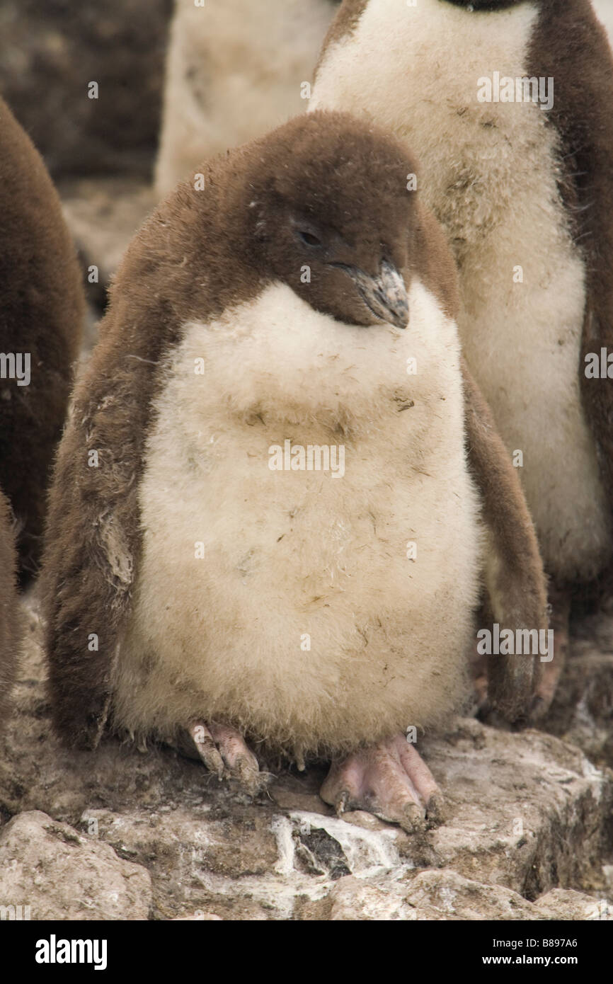 Rockhopper Penguin chick, (Eudyptes chrysocome chrysocome) on The Falkland Islands. Stock Photo