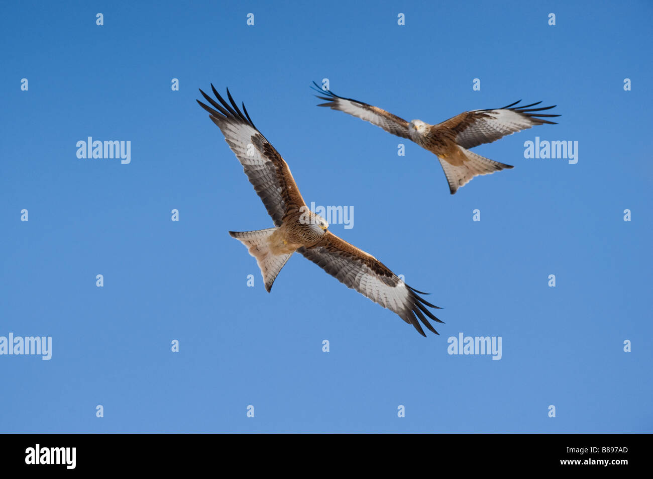 Red Kite (Milvus milvus) in flight Stock Photo