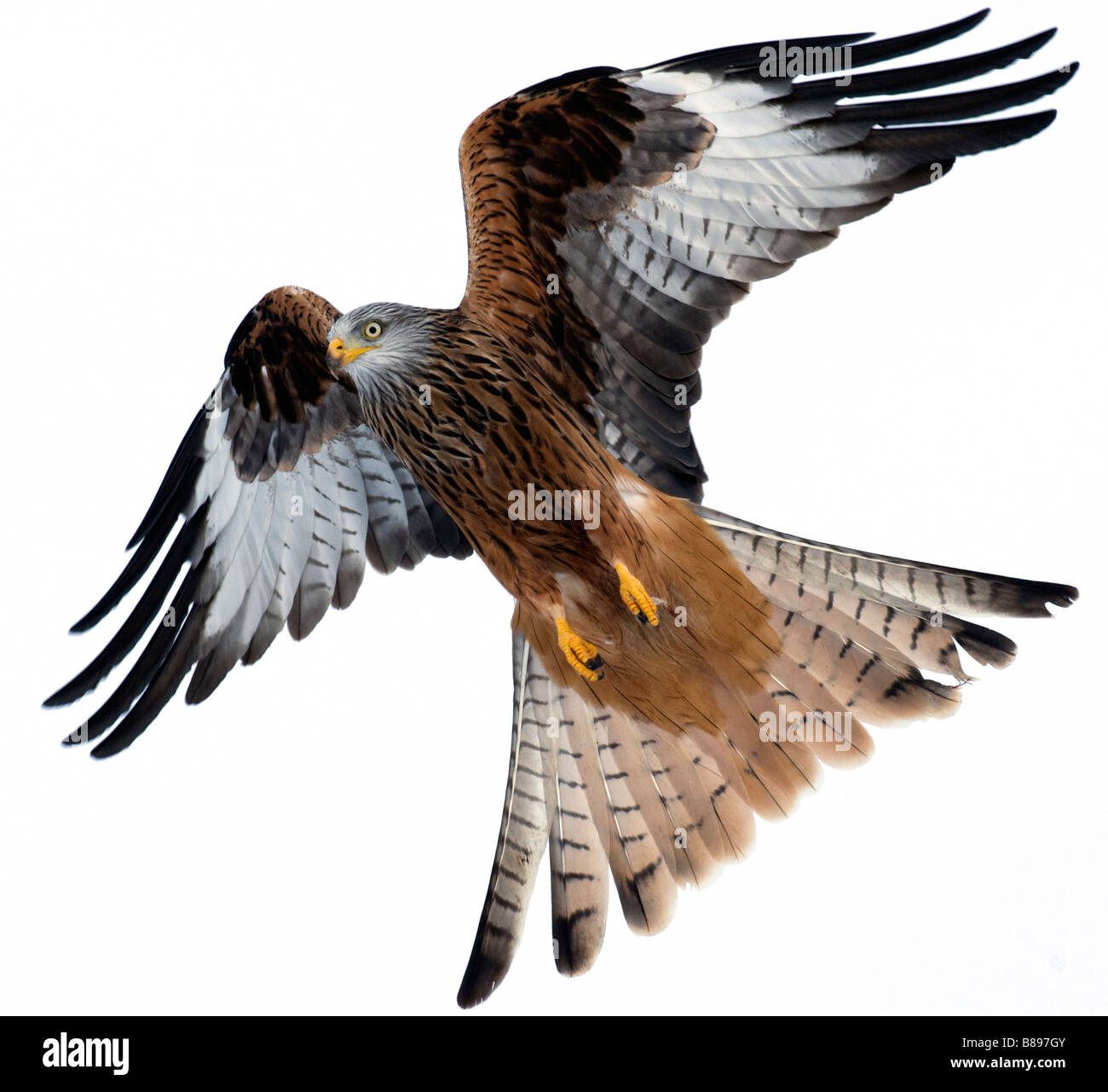 Red Kite (Milvus milvus) flying in the snow Stock Photo