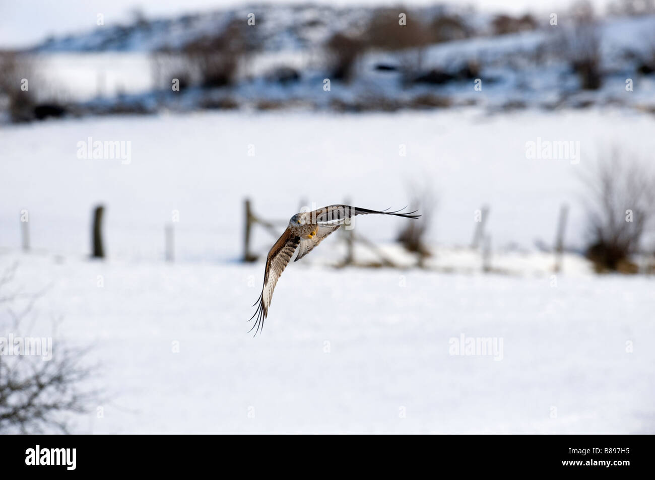 Red Kite (Milvus milvus) flying over snow-covered hills Stock Photo