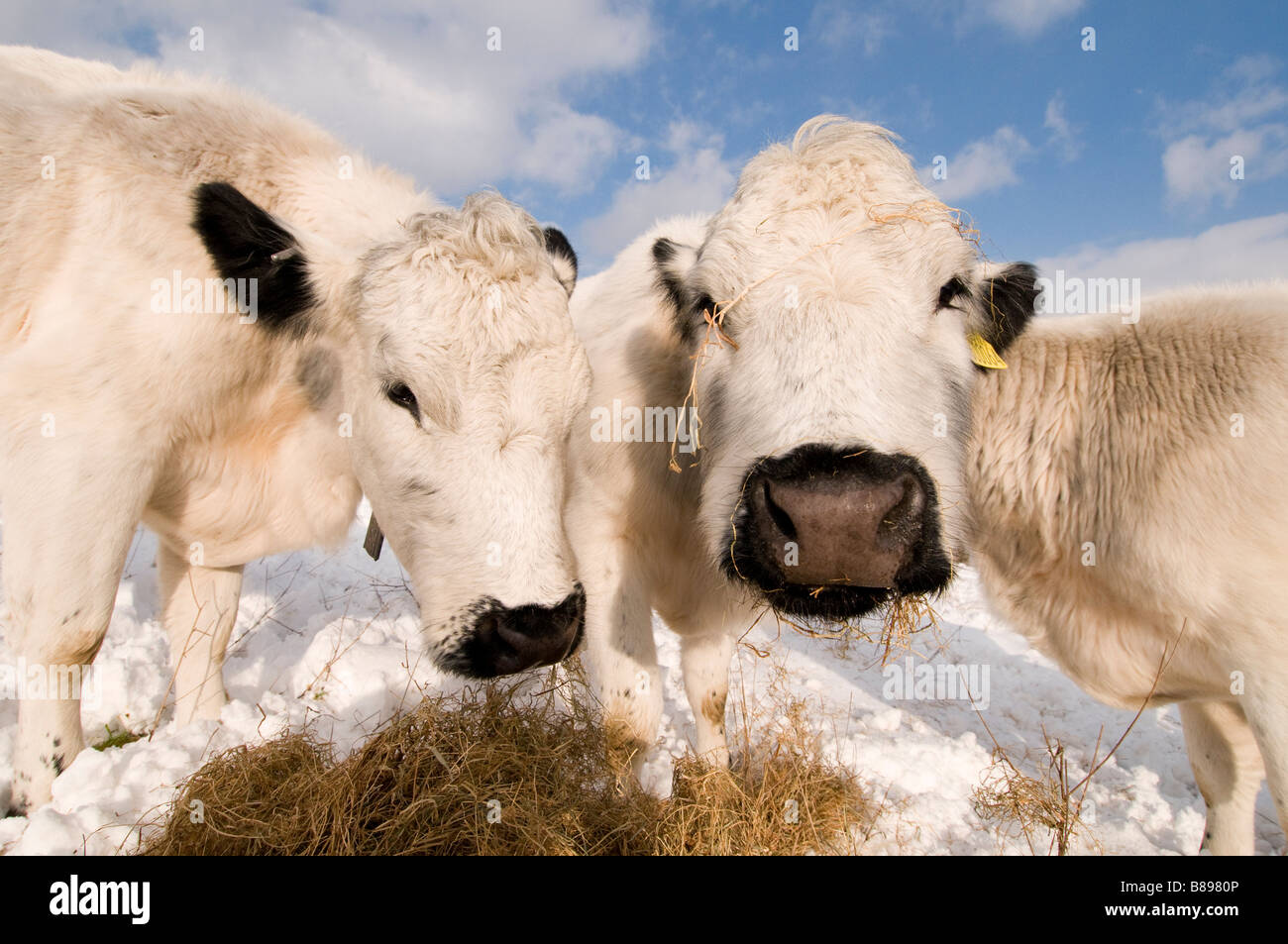 'British white' cows eating hay in winter Stock Photo