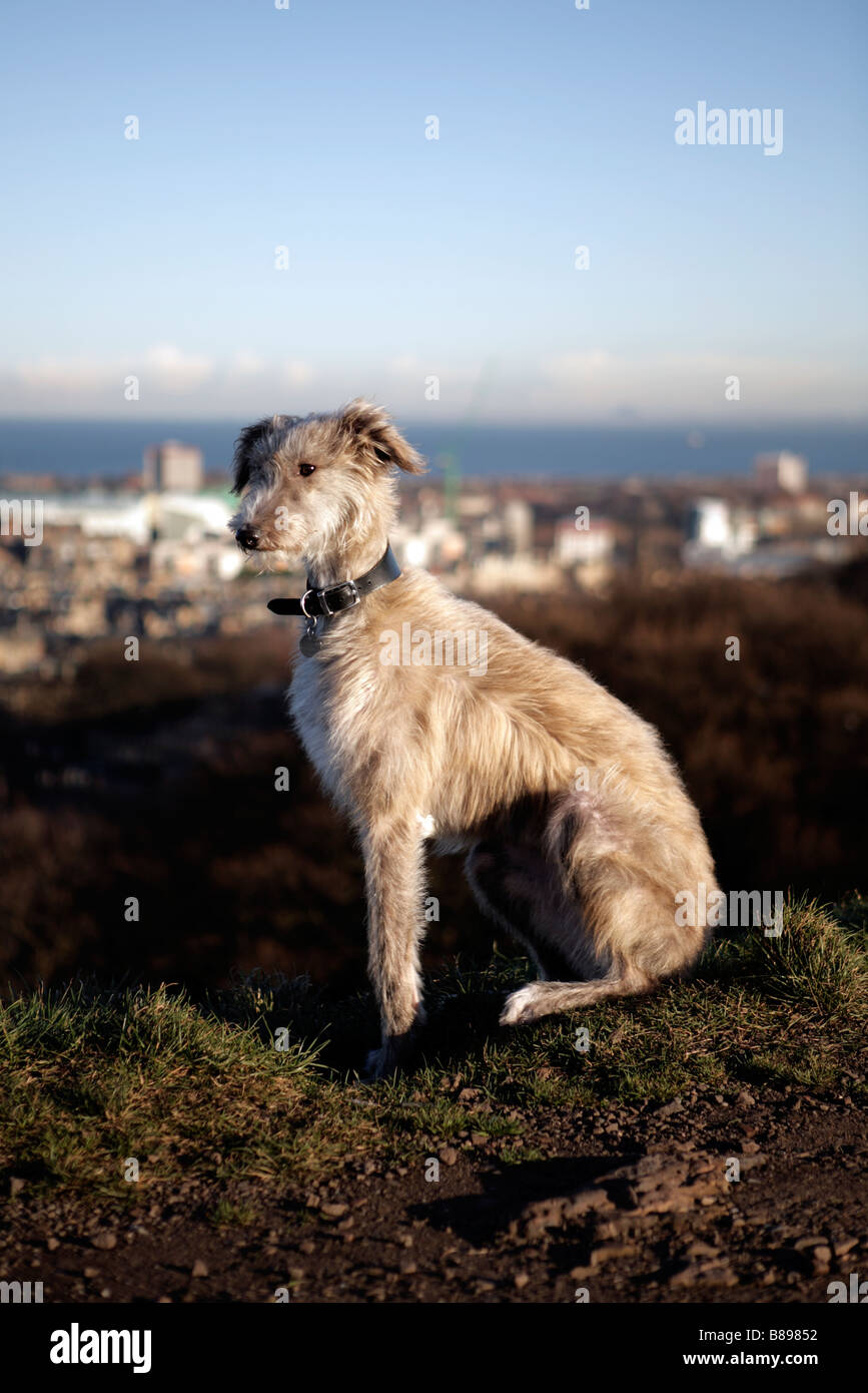 A lurcher sits attentively overlooking a city skyline in the evening sun. Stock Photo