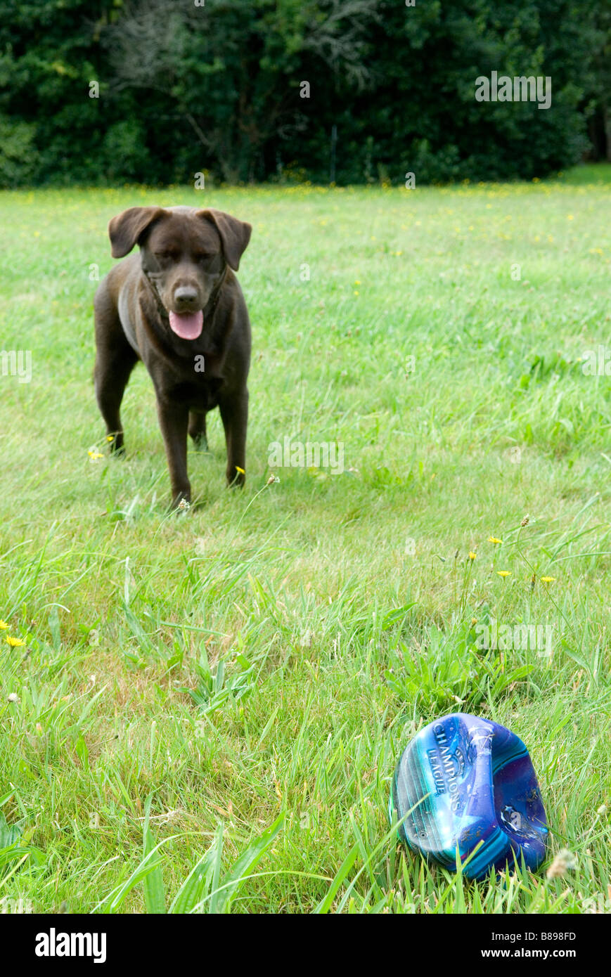 Dog playing with punctured football Stock Photo