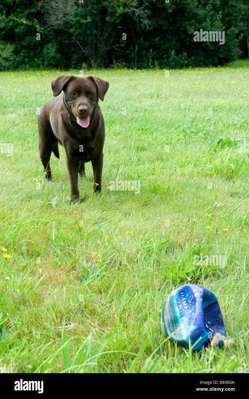 Dog playing with punctured football Stock Photo