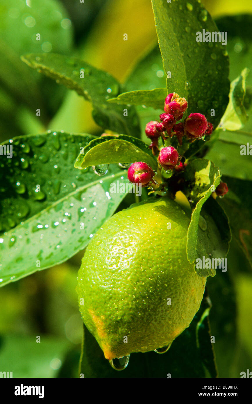 LEMON PROVENCE FRANCE Stock Photo Alamy