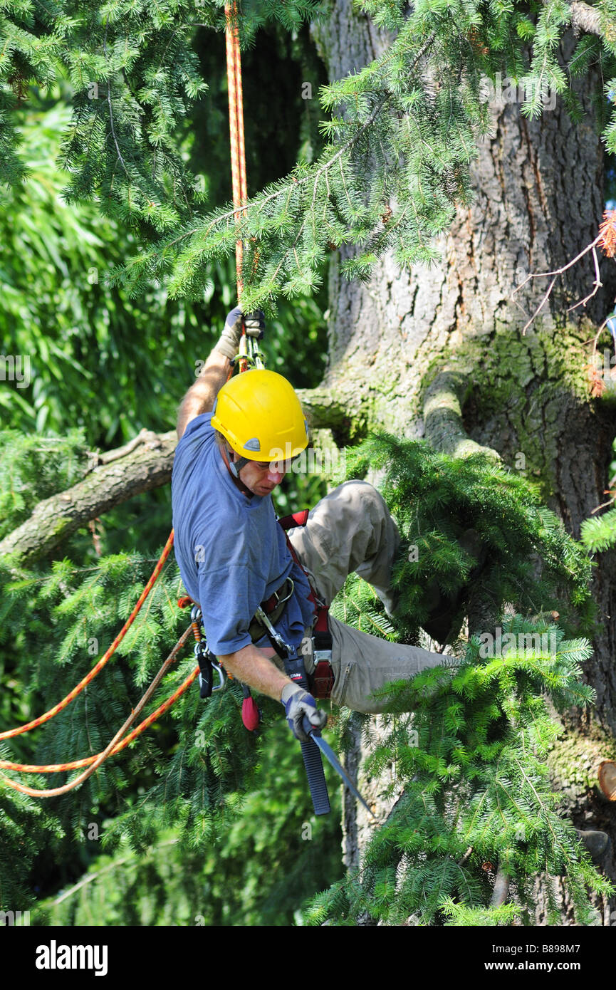 A tree surgeon at work Stock Photo Alamy