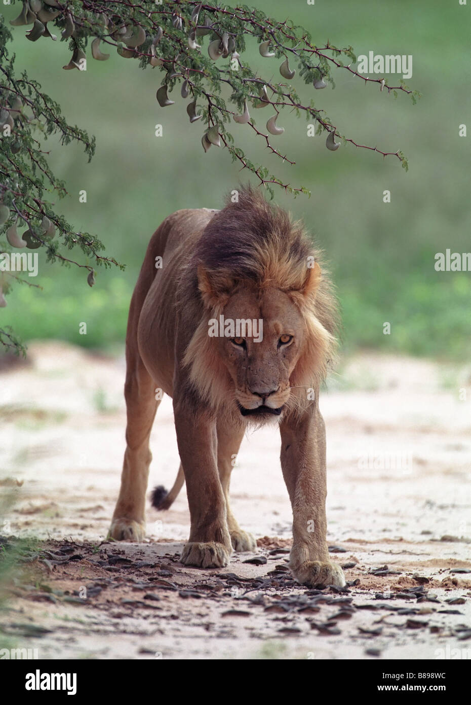 Young lion after big lunch in Kruger ark of South Africa Stock Photo