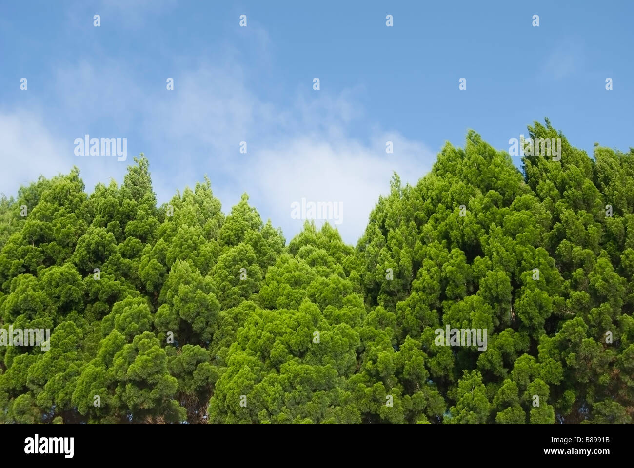 Green pine on the blue sky Stock Photo