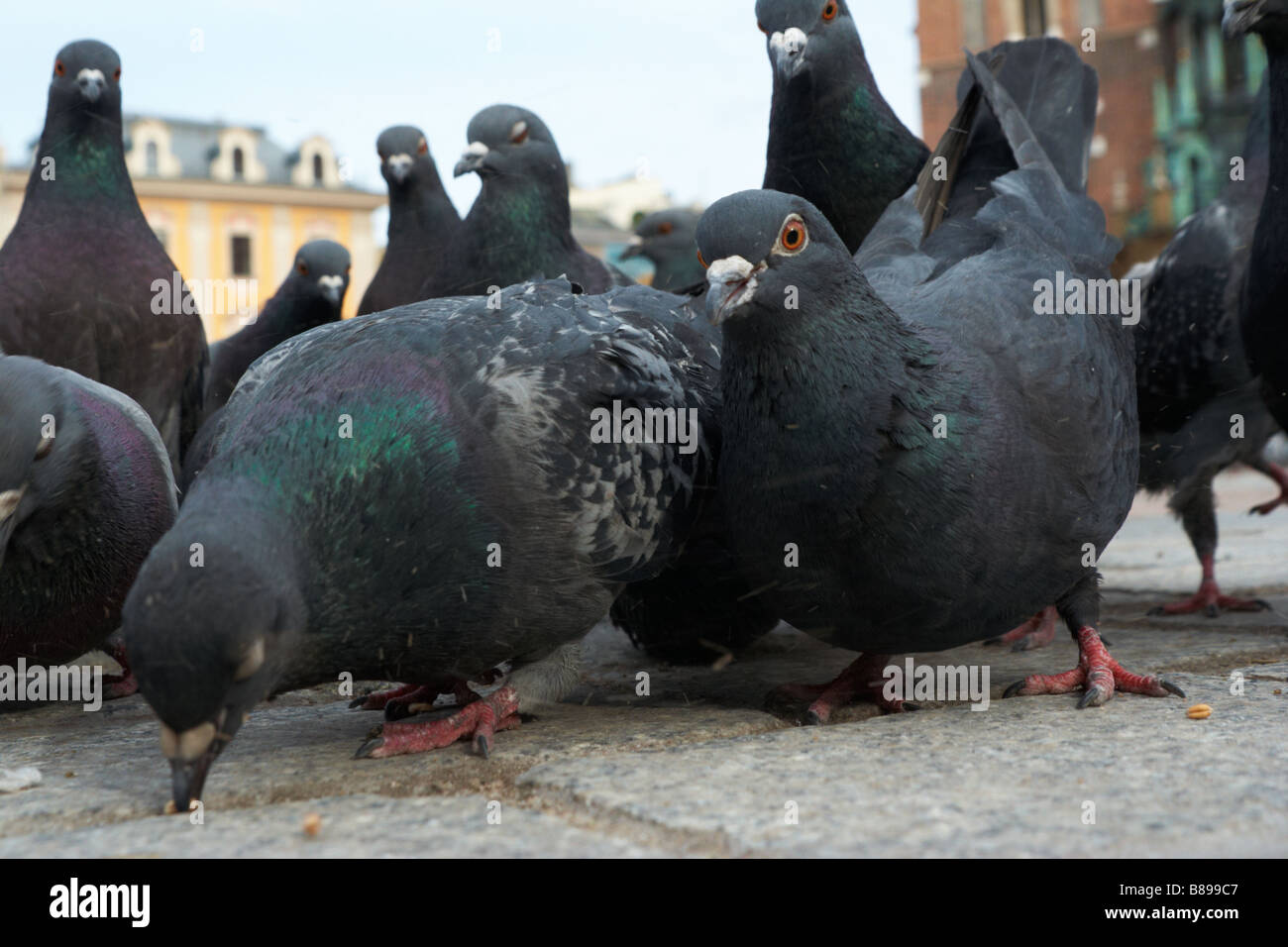 Browse nursing pigeons on the main market square in Krakow Stock Photo
