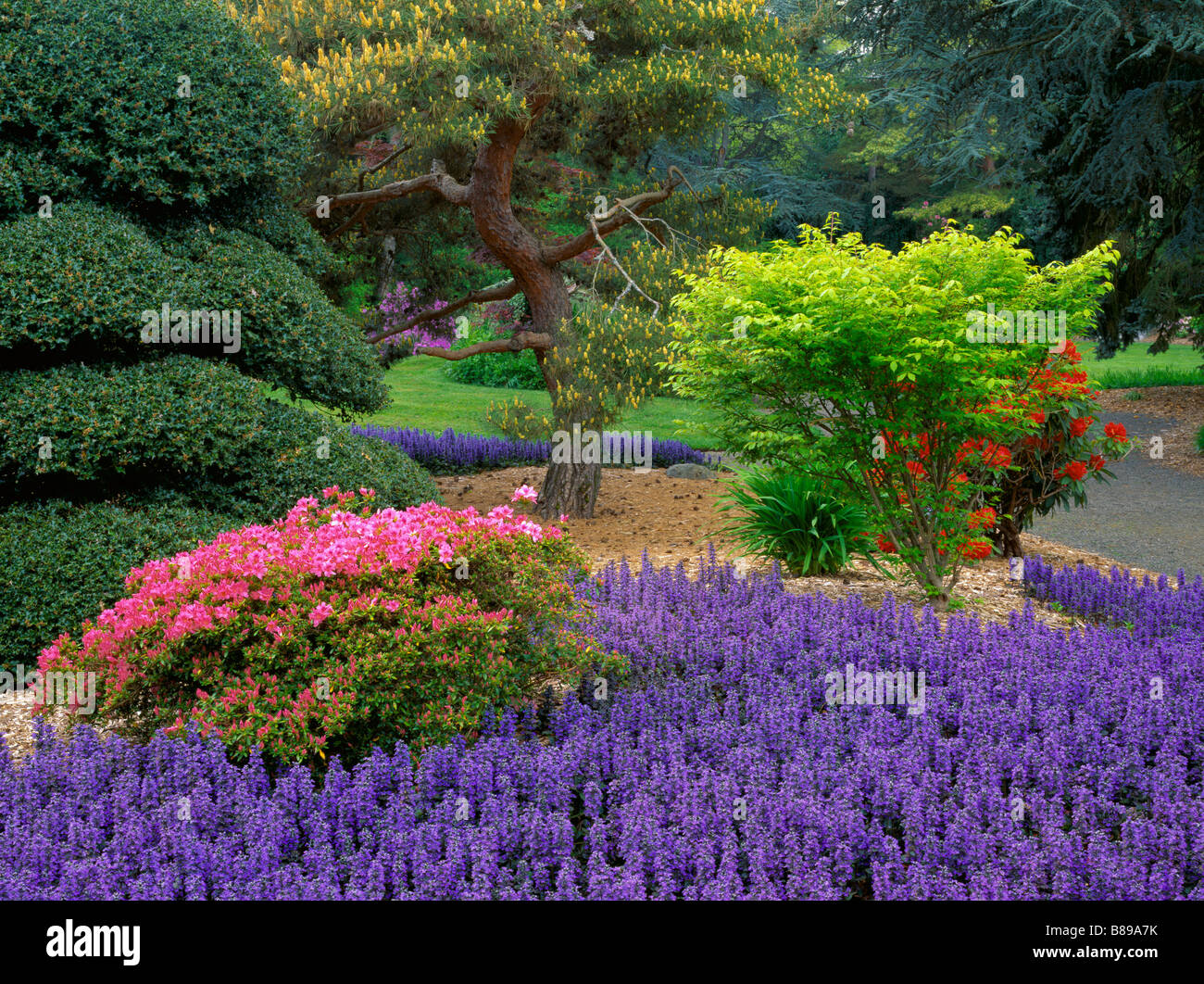 Seattle WA Kubota Garden city park flowering azalea and ajuga under pines Stock Photo