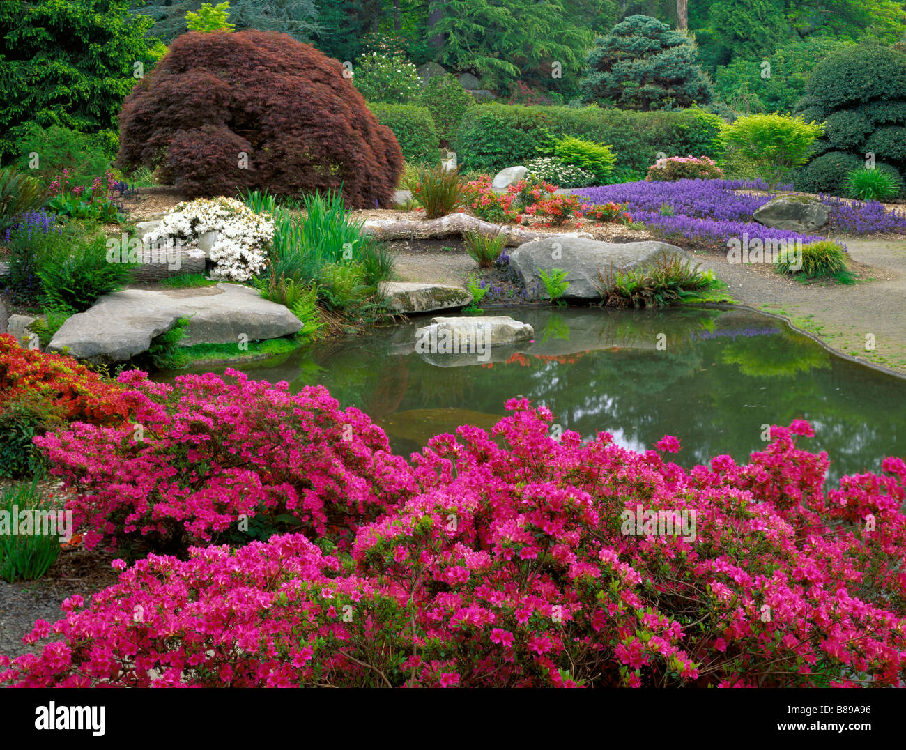 Seattle Wa Kubota Garden City Park Flowering Azalea And Ajuga