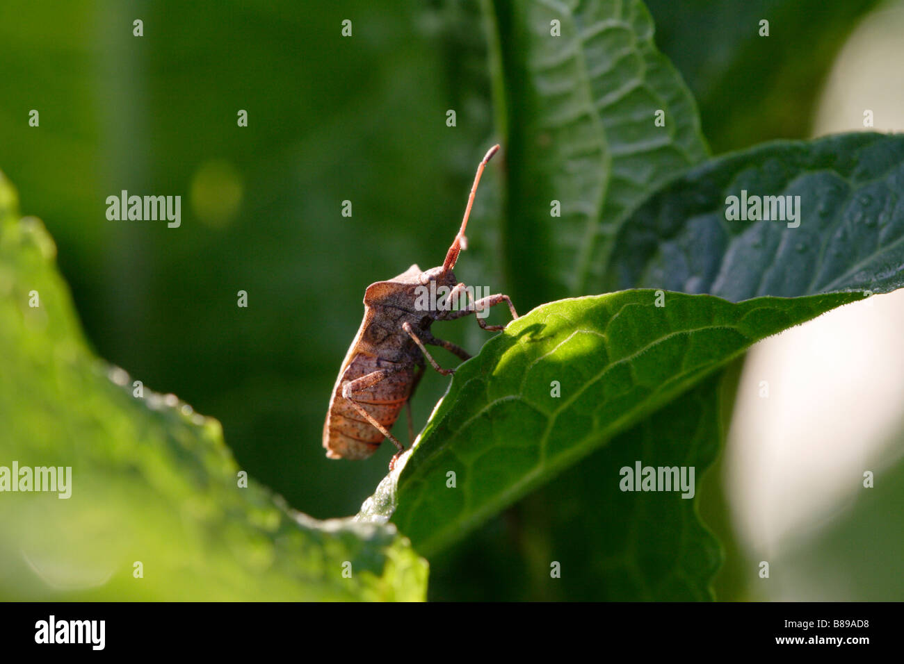 True bug, squash bug, dock bug, coreus marginatus Stock Photo