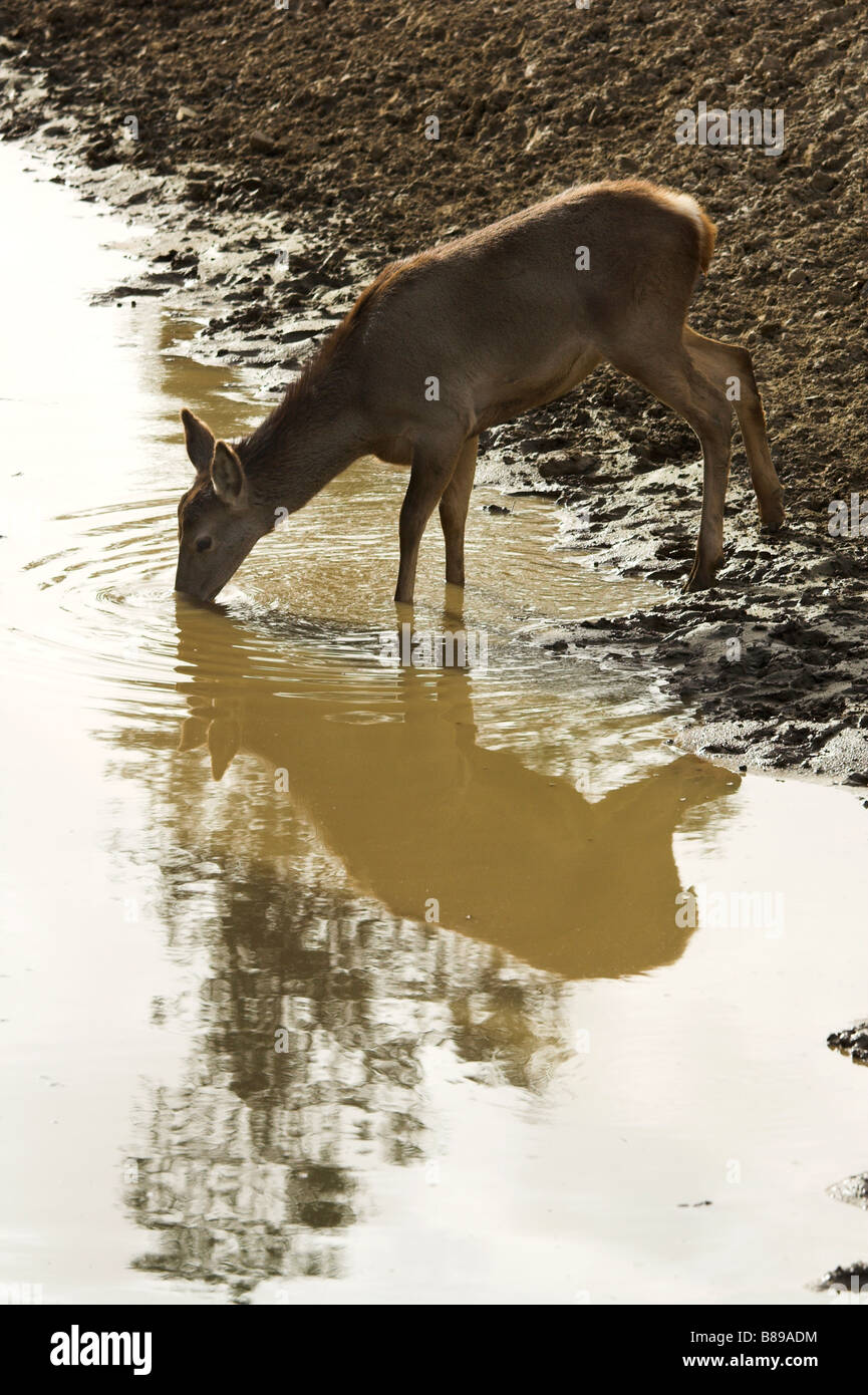 Deer drinking water hires stock photography and images Alamy