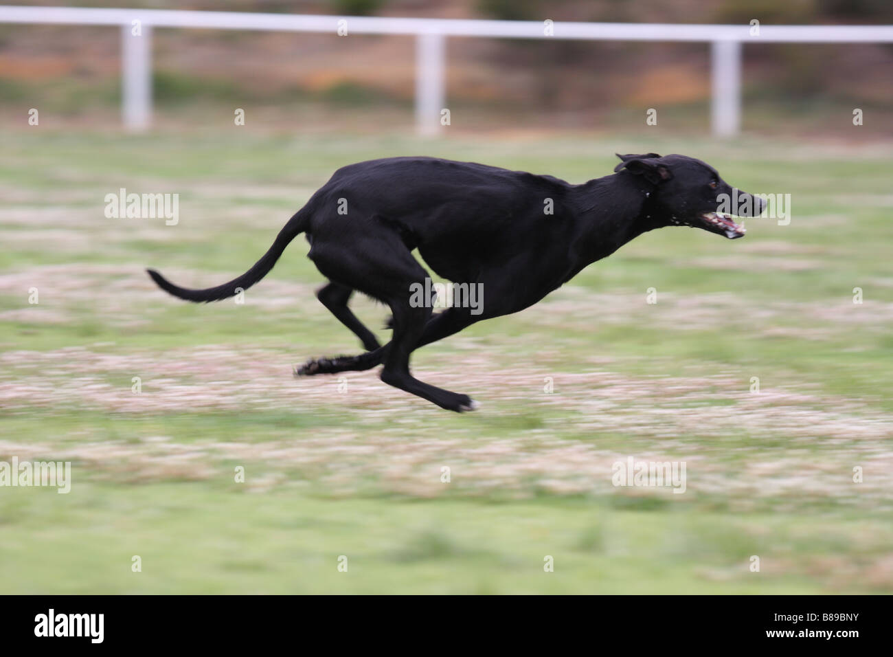 Greyhound running at full speed Stock Photo Alamy