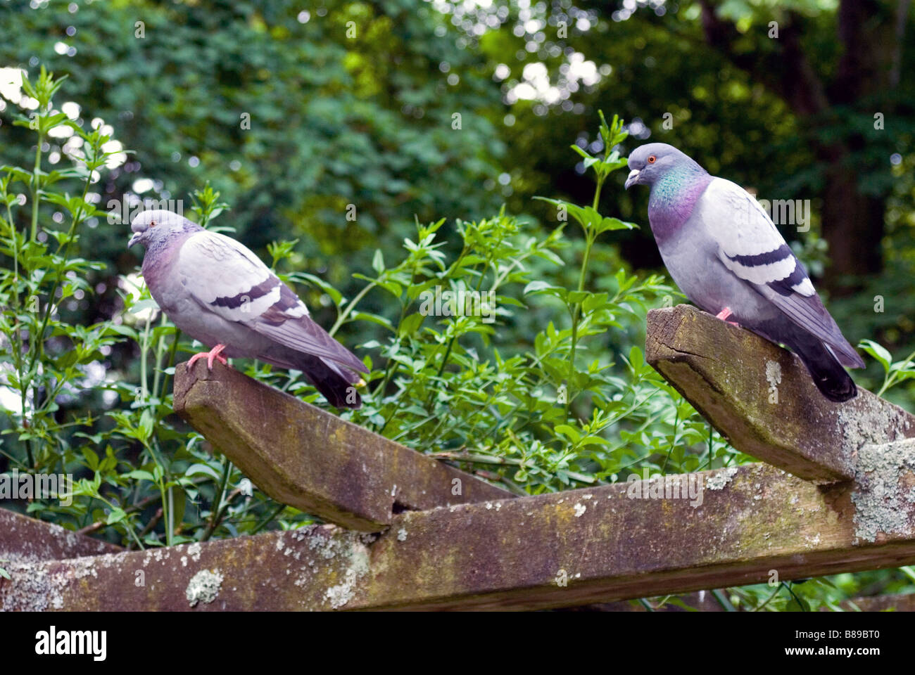 Couple of Pigeons in a Garden Stock Photo Alamy