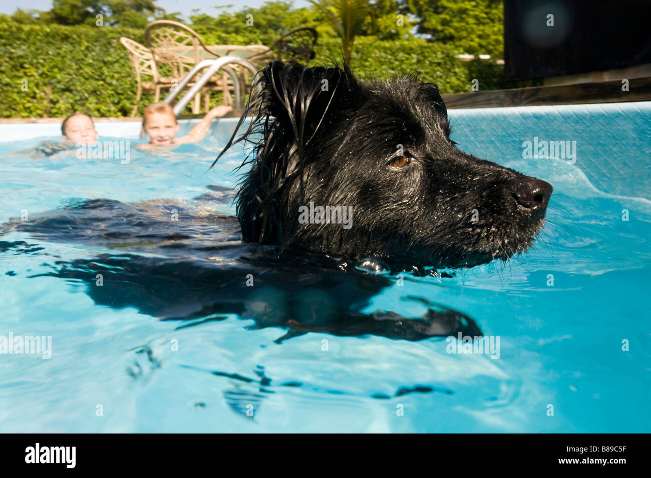 dog swimming in pool Stock Photo
