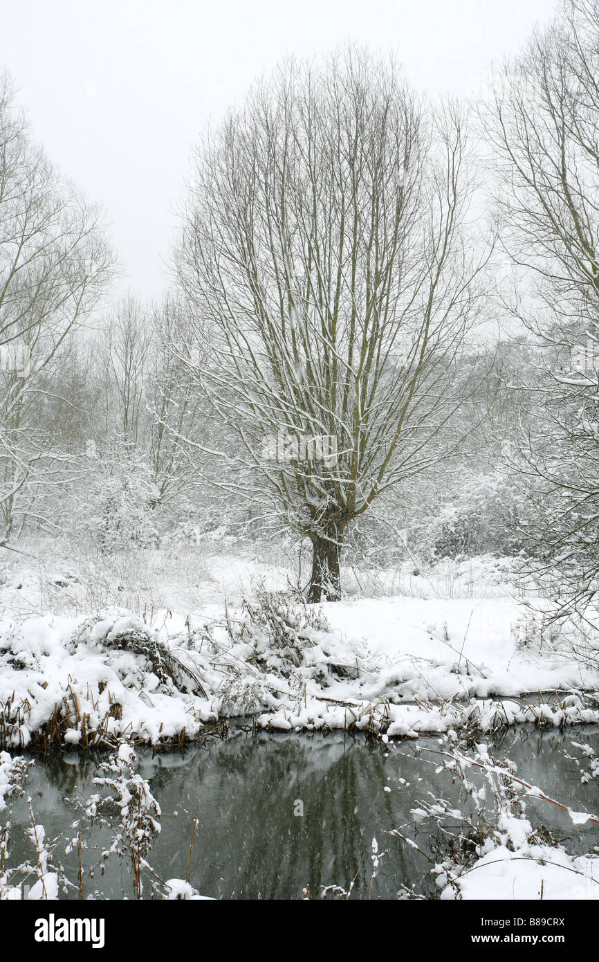 Tree in snow Taken February Lea Valley Park Essex UK Stock Photo