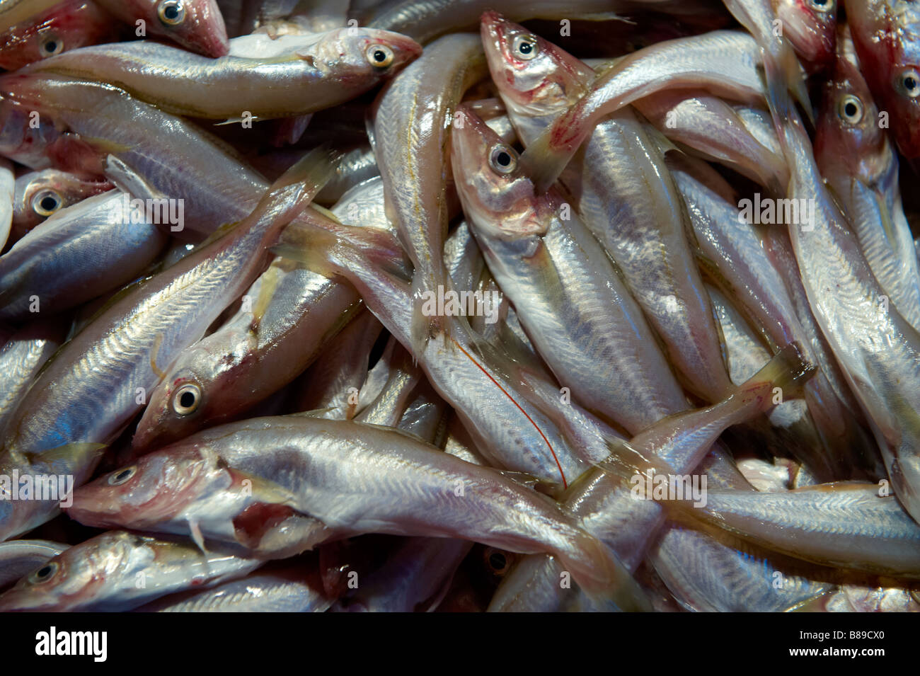 Fresh fish Molli - whitebait - Venice Rialto Fish Market Stock Photo
