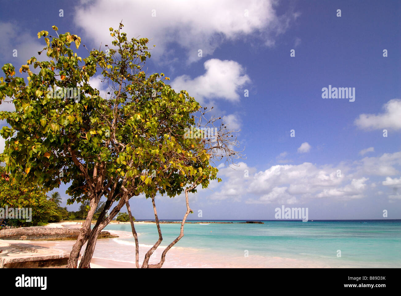 A tree standing an the idyllic beach in Barbados Caribbean Stock Photo