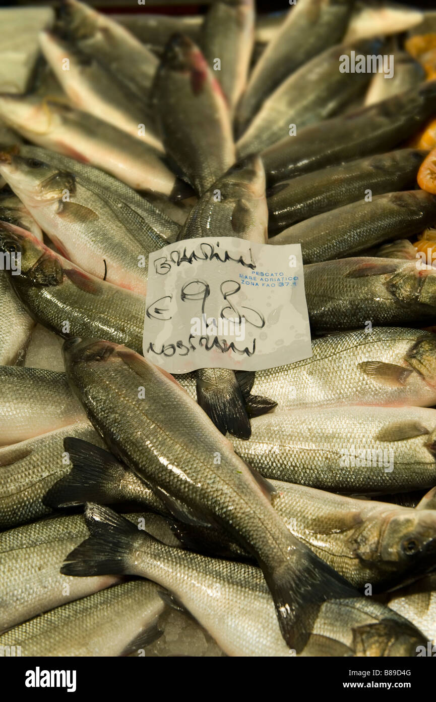 Fresh Sea Bass Venice Rialto Fish Market Stock Photo Alamy