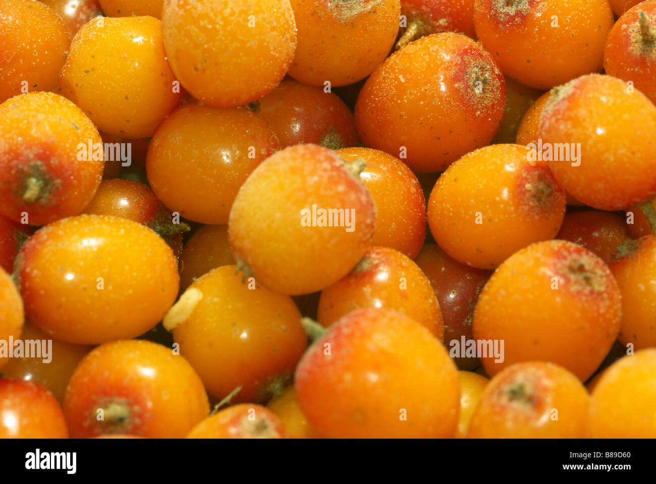 Background from frozen sea buckthorn berries Stock Photo - Alamy