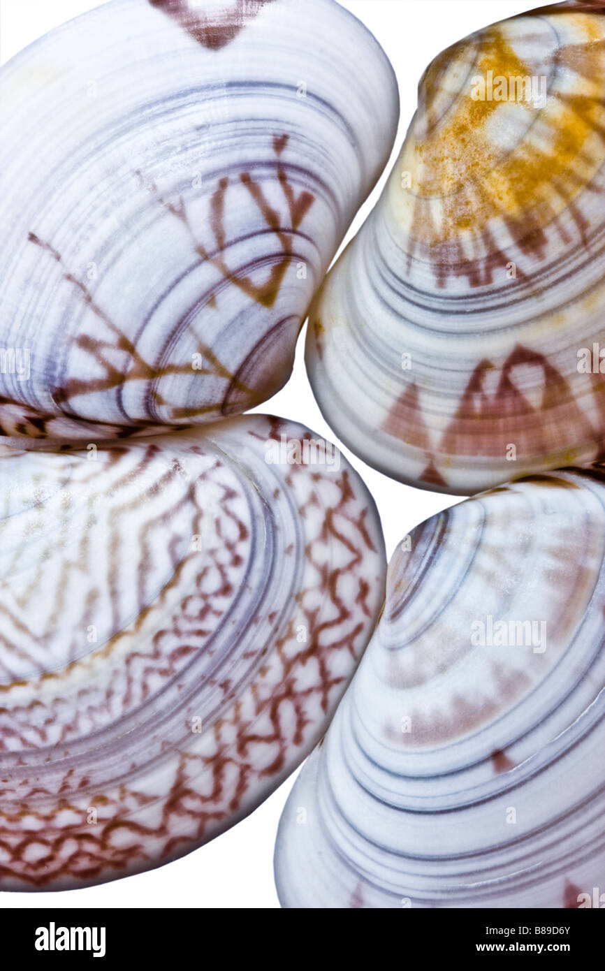 India sea small shells hi-res stock photography and images - Alamy