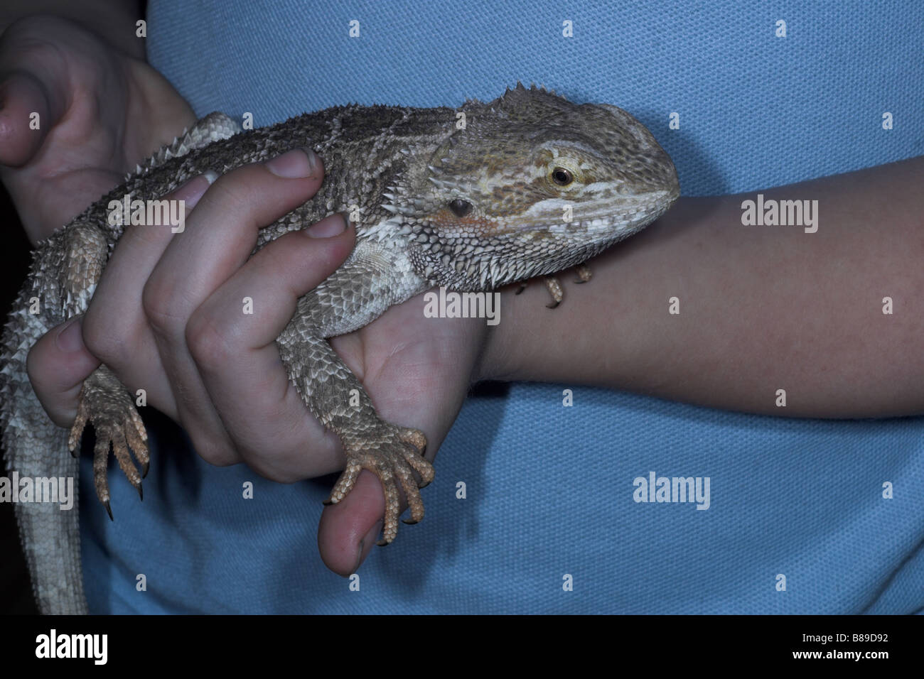Pet bearded dragon being held in the hand Stock Photo Alamy