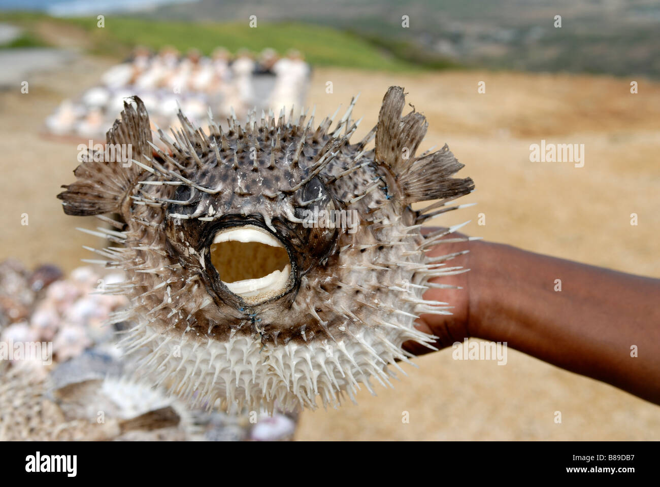 Ball fish hires stock photography and images Alamy
