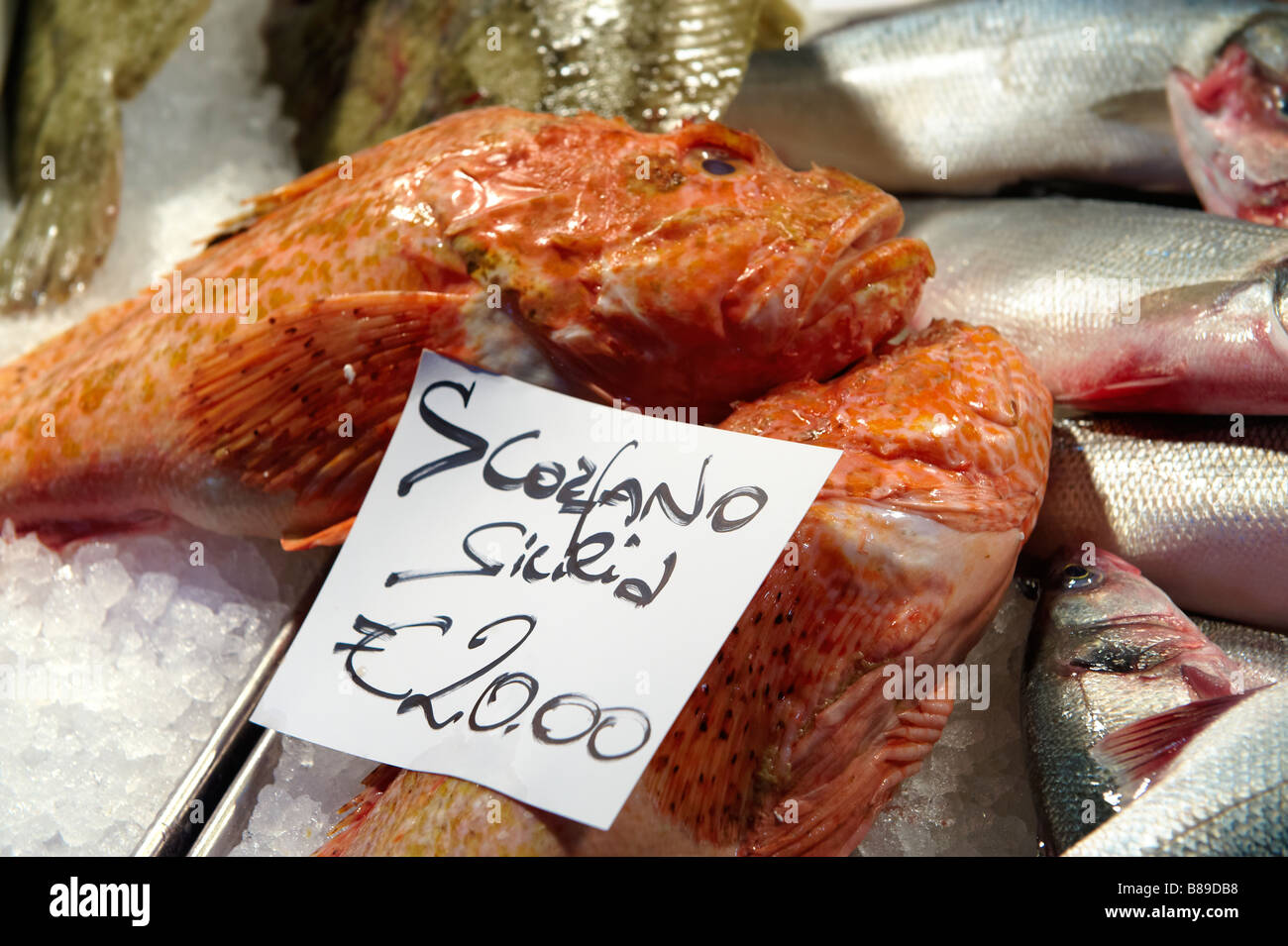 Scorfano or Scorpionfish - Venice Rialto Fish Market Stock Photo - Alamy