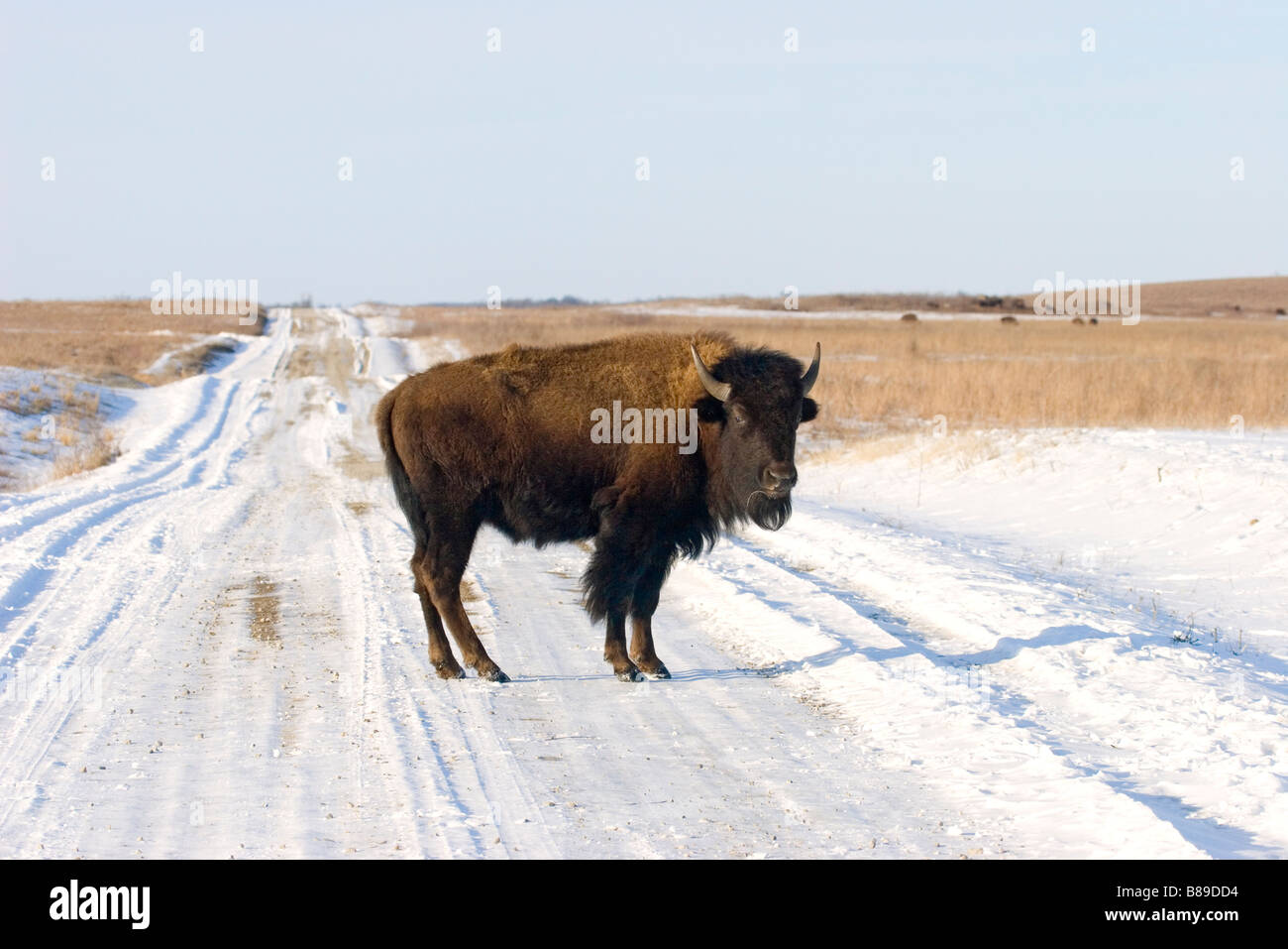 American Bison Bison bison Prairie State Park Missouri United States 4