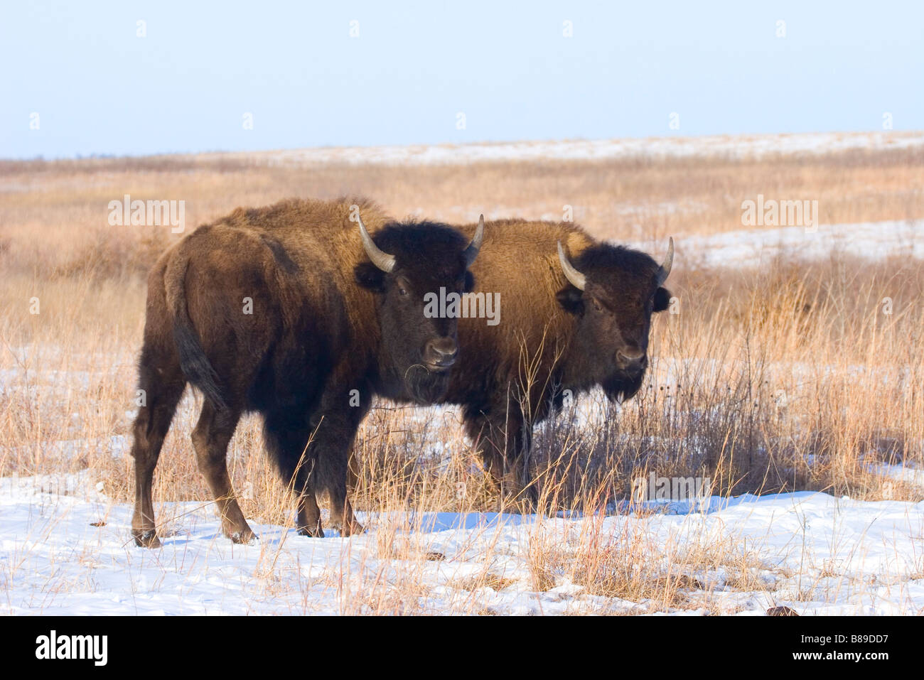 American Bison Bison bison Prairie State Park Missouri United States 4