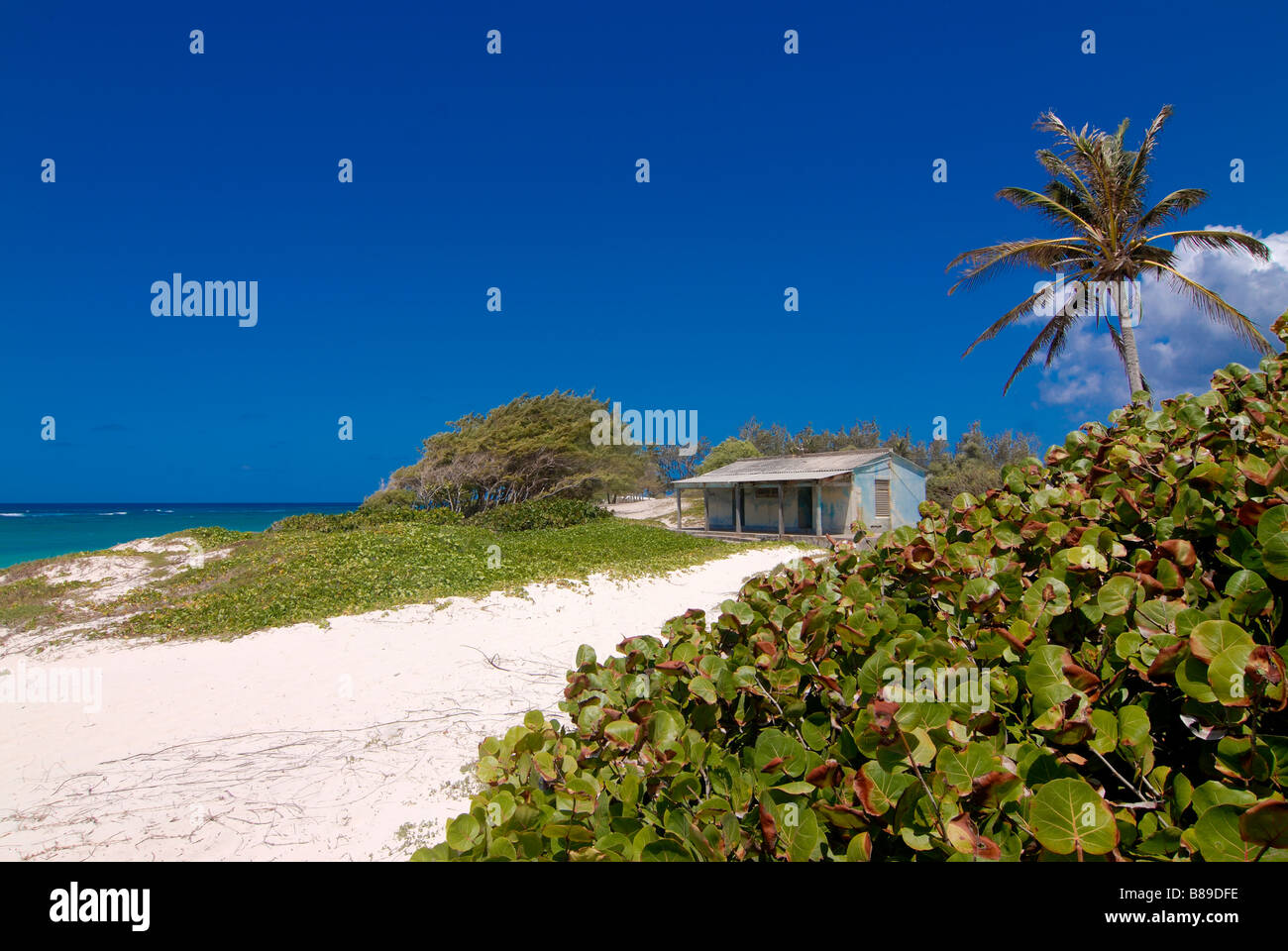 A wonderful Silver Sand beach of Barbados with some plants Caribbean Stock Photo