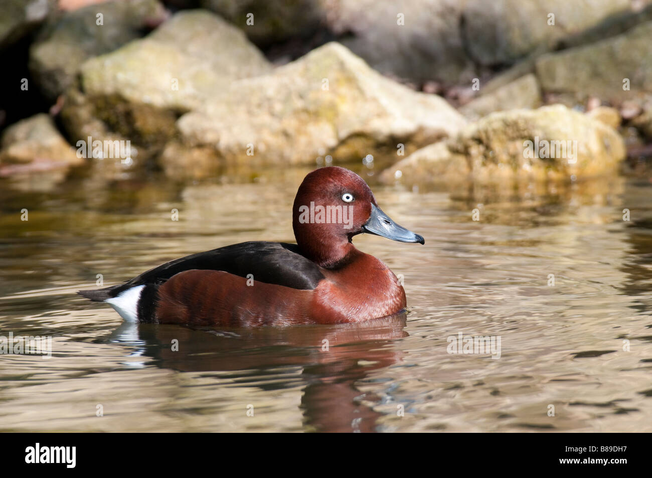 Männl. Moorente (Aythya nyroca) - Male Ferruginous Duck- Stock Photo