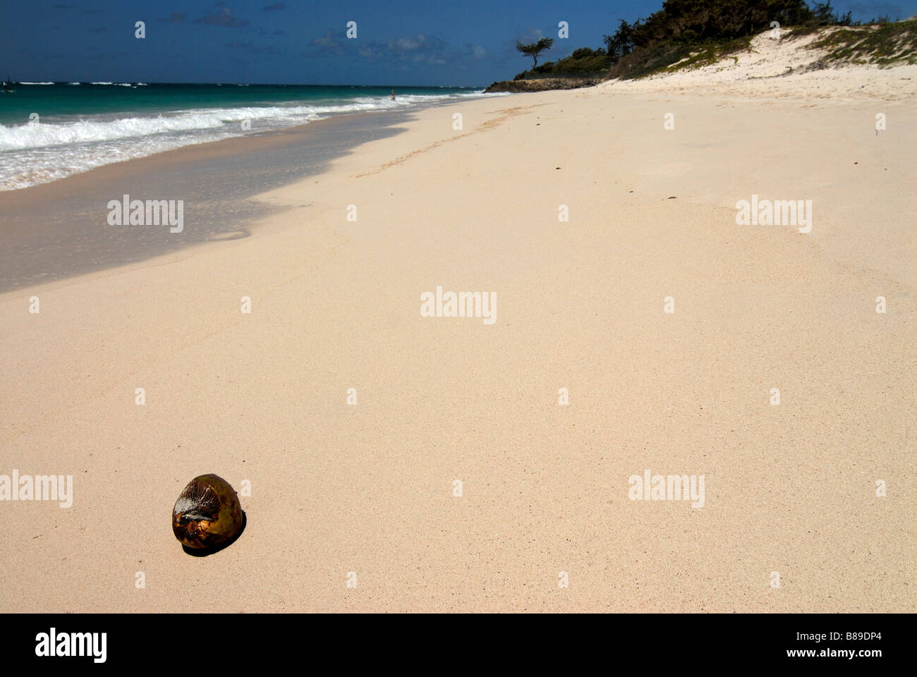 A coconut lying alone in the sand at the Silver sand beach at Barbados Caribbean Stock Photo