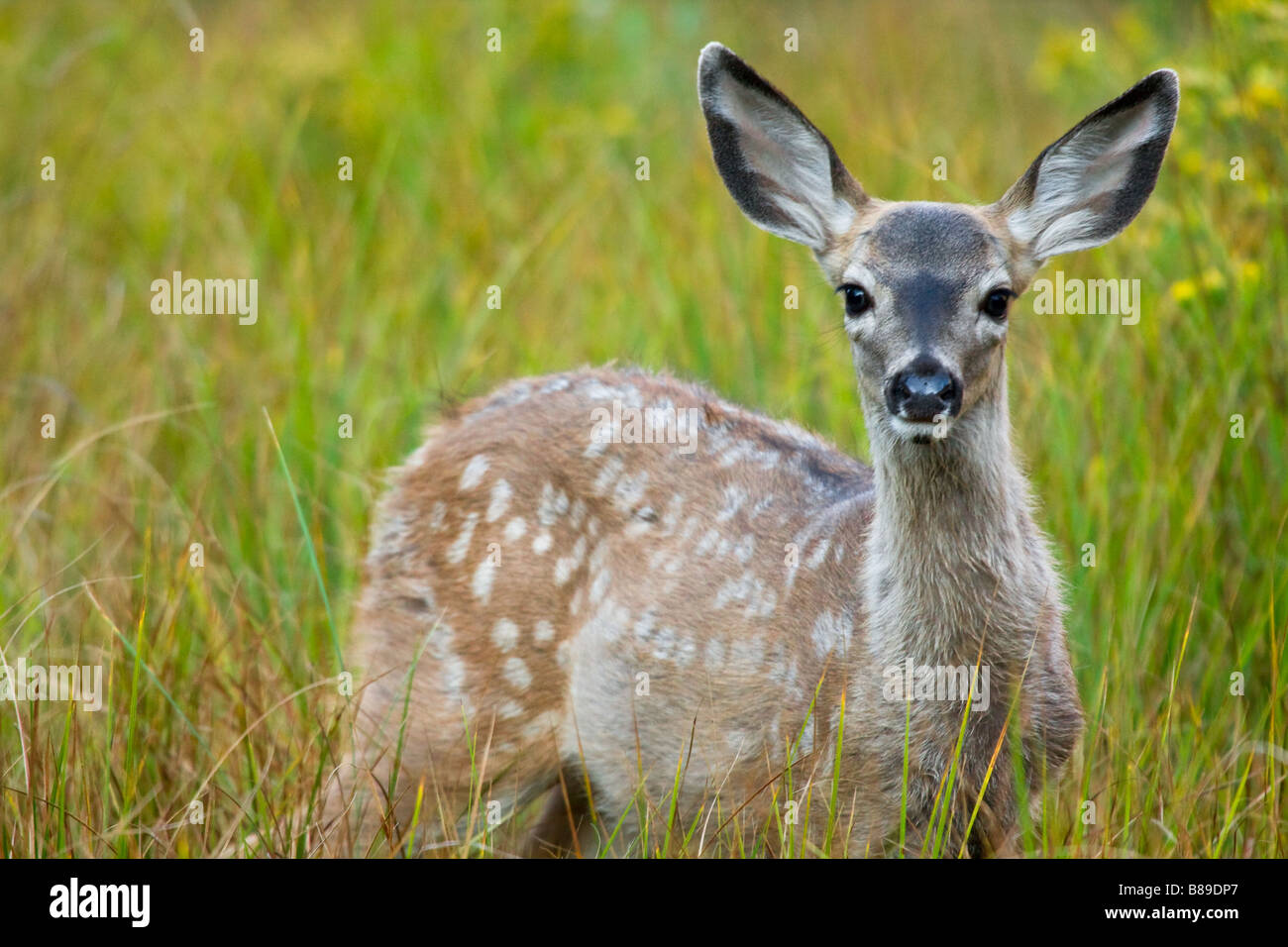 Landscape, horizontal shot of a young Mule Deer, fawn grazing in the meadows Stock Photo
