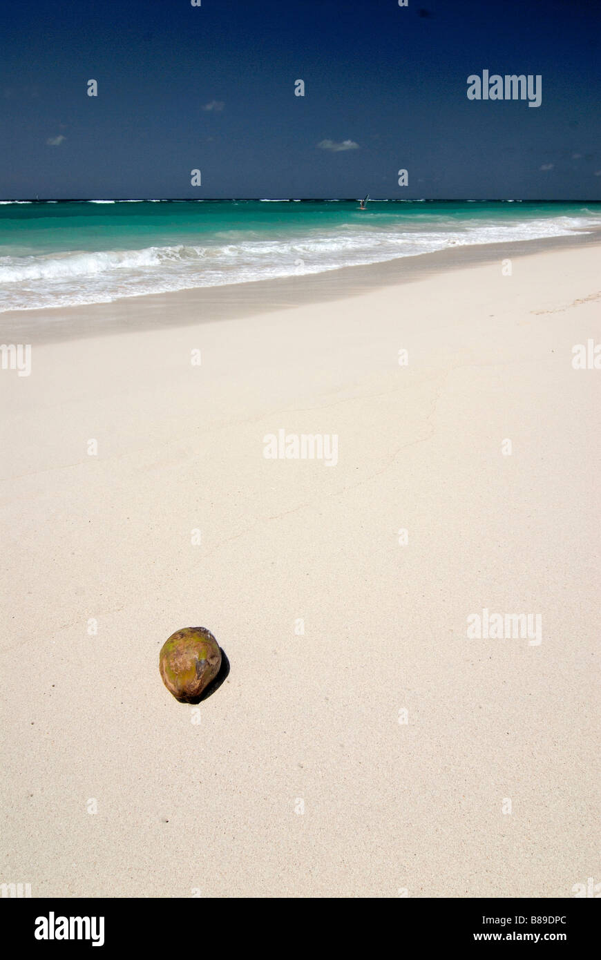 A coconut lying alone in the Silver Sand sand at a beach at Barbados Caribbean Stock Photo
