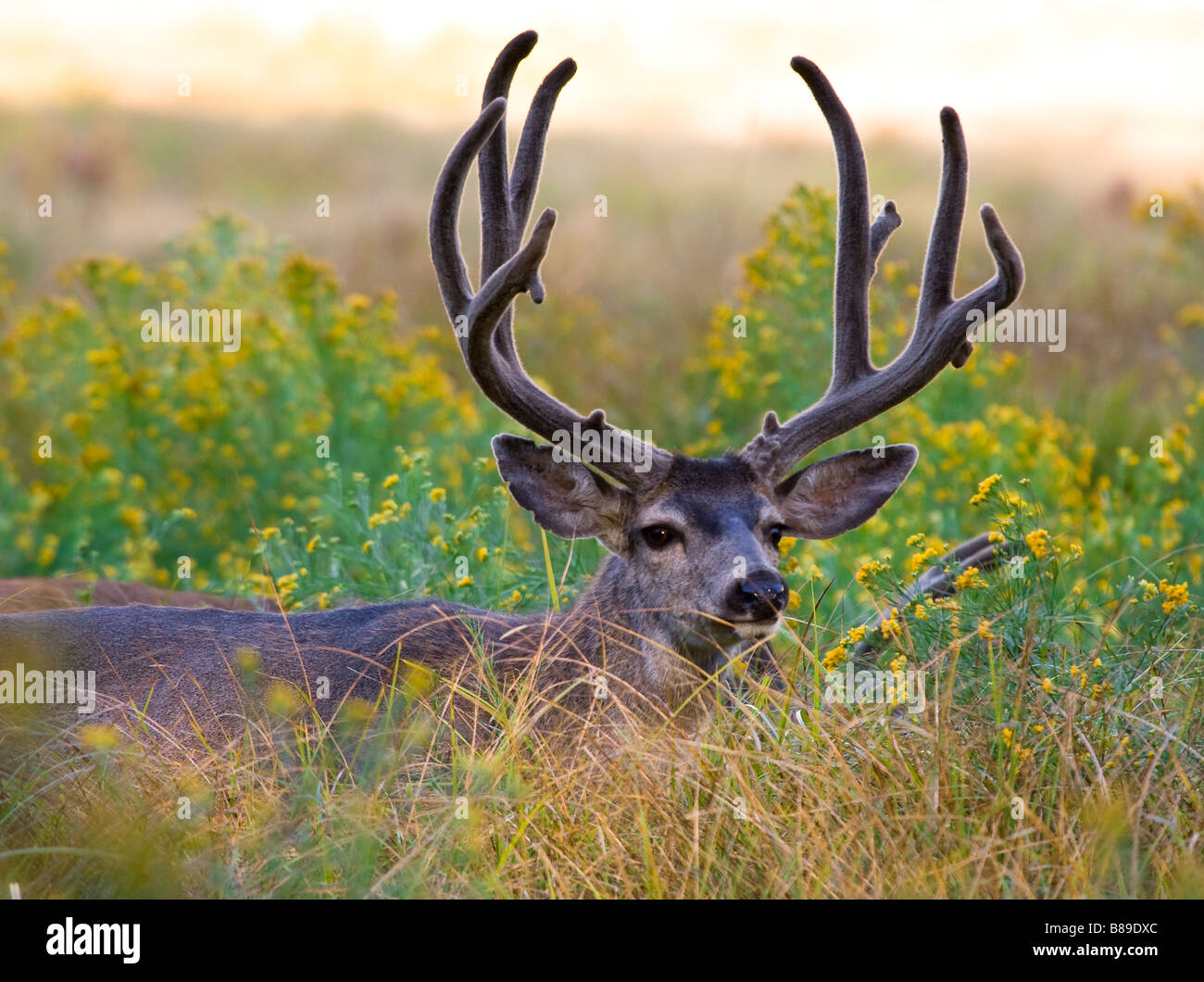 Mule deer buck grazing in a meadow in Yosemite Valley, Yosemite National Park, California USA, North America Stock Photo