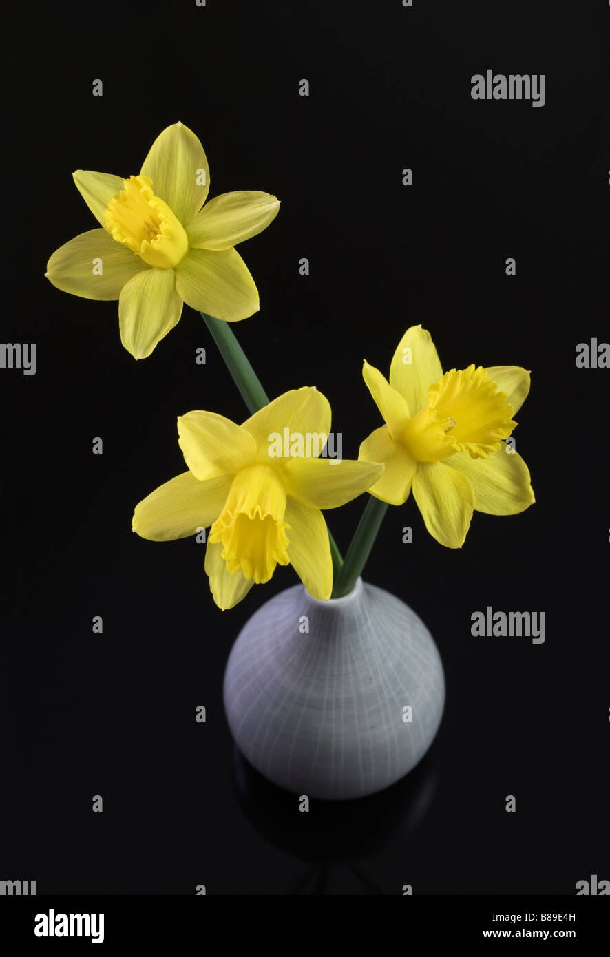 Three Daffodils in gray vase on dark background Stock Photo