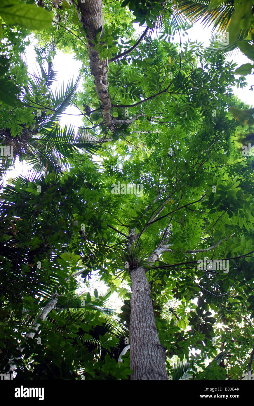 Tronco de caoba - Swietenia mahogany tree trunk