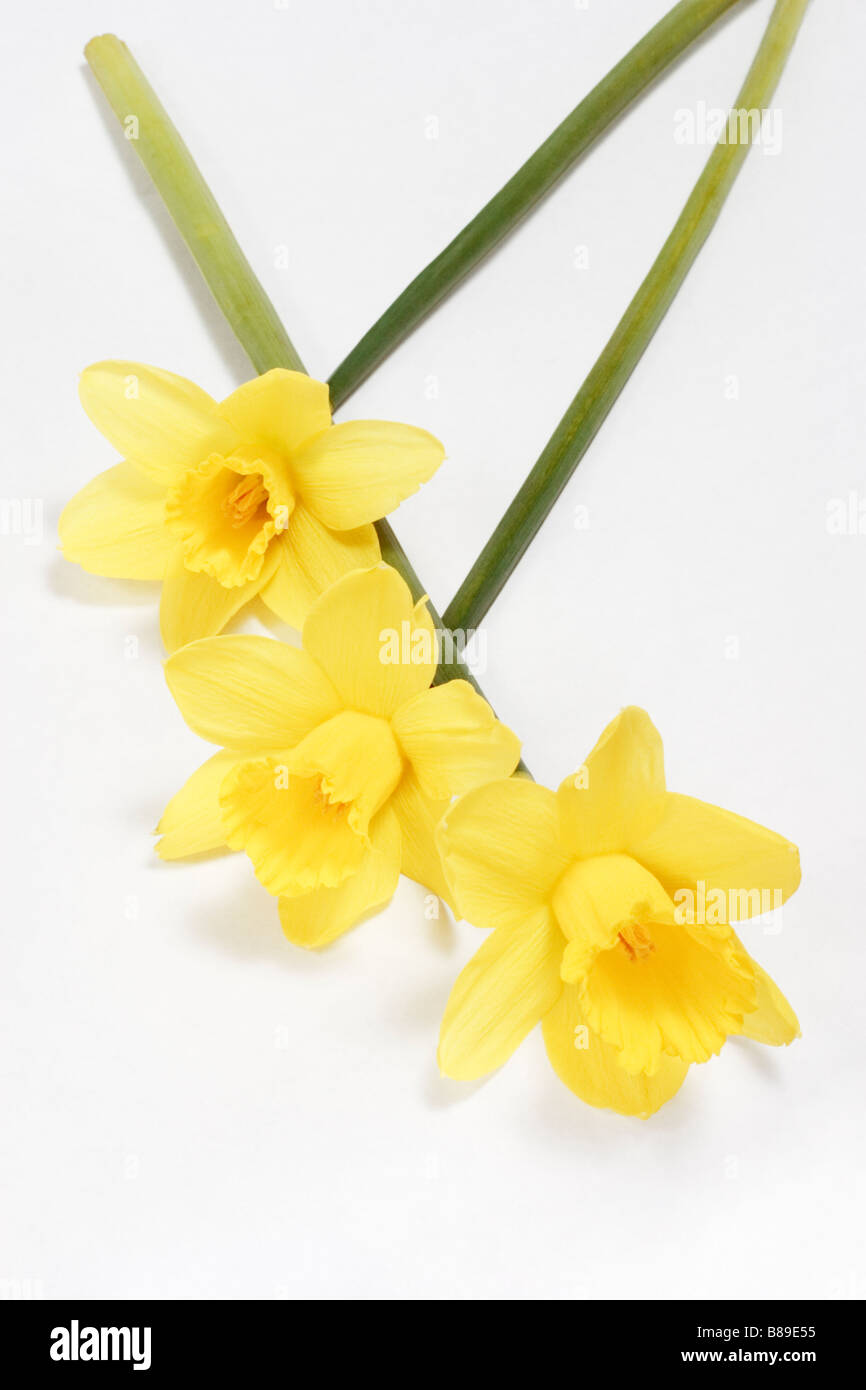 Three Daffodils on white background Stock Photo - Alamy