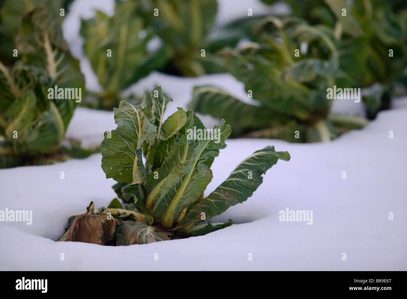 Field of root vegetables growing in harsh winter conditions Stock Photo Alamy