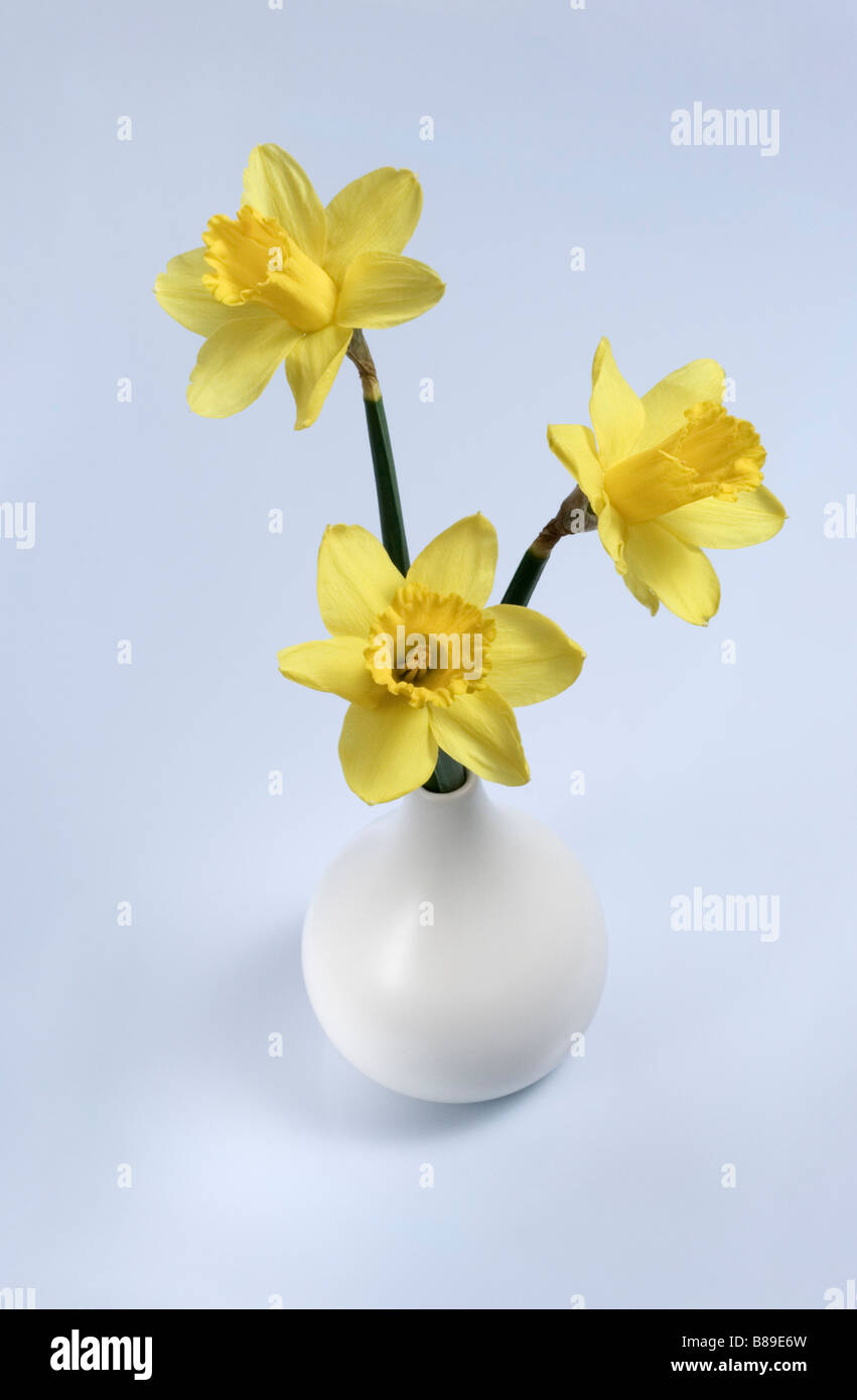 Three Daffodils in white vase, spring flower arrangement Stock Photo