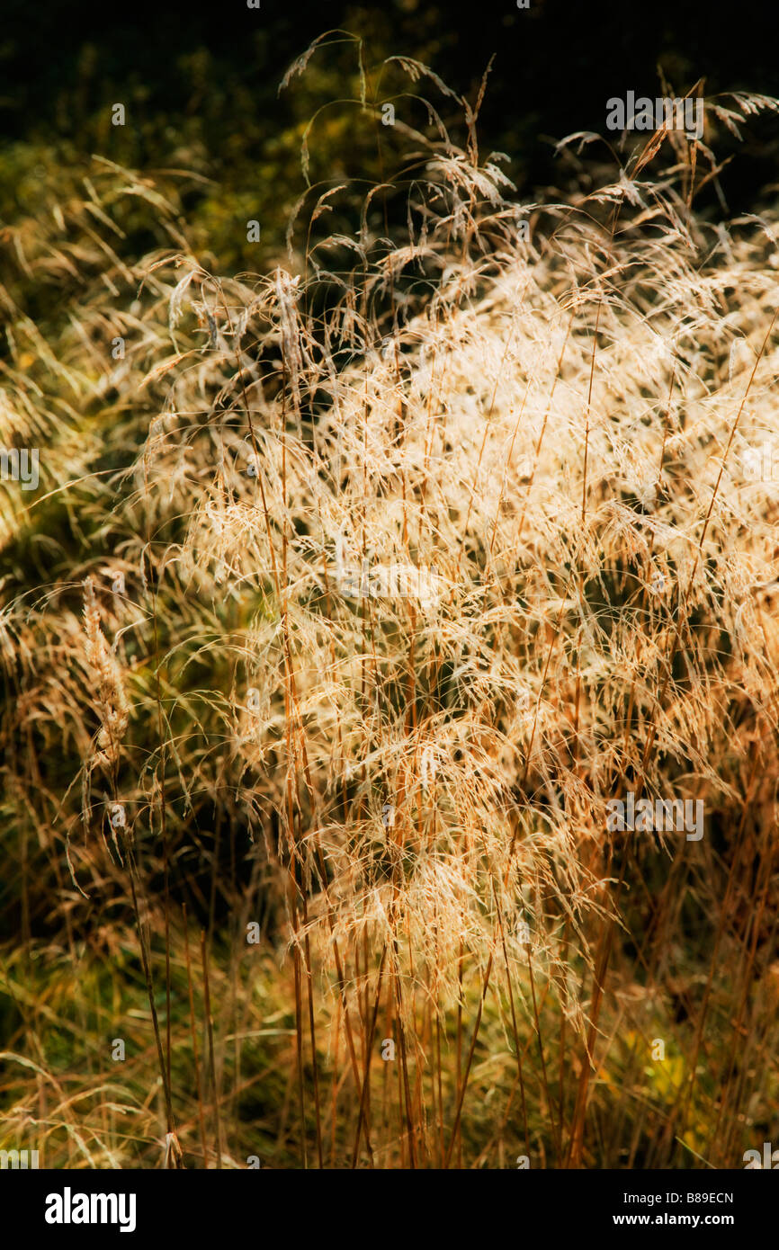 Tall grass in sunlight. Movement blur. Stock Photo